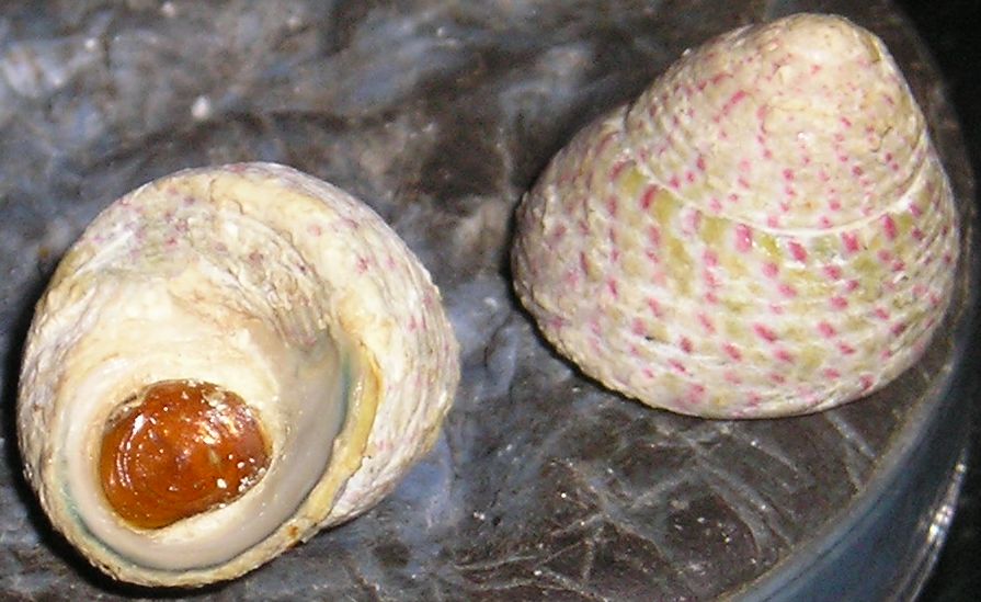 Confronto tra Gibbula divaricata e Gibbula rarilineata