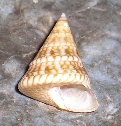 Iconografia calliostoma laugieri