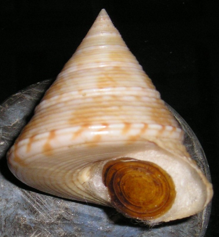 Gli altri Calliostoma