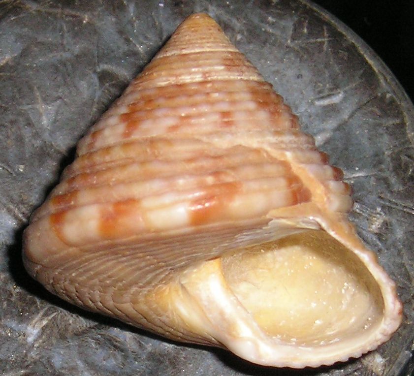 Gli altri Calliostoma