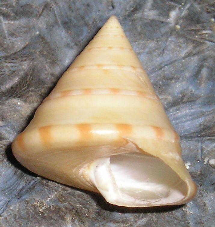 Gli altri Calliostoma