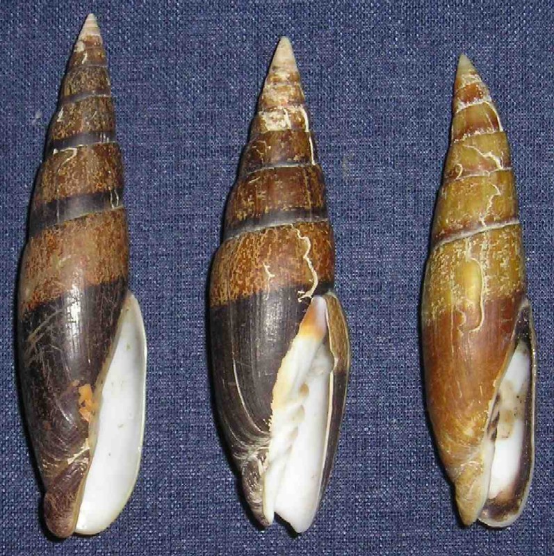 Mitra zonata