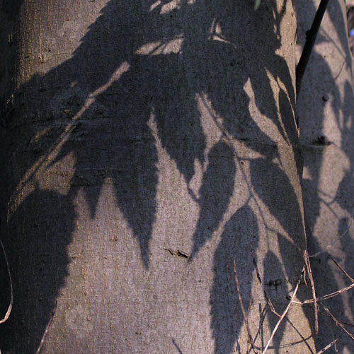 Argento d''autunno
