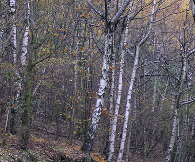 Argento d''autunno
