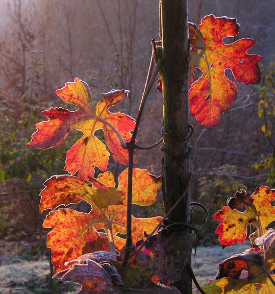 Foglie d''autunno