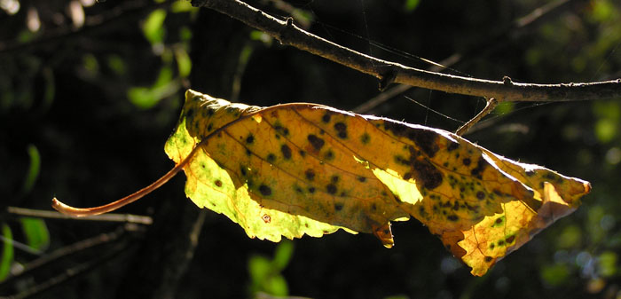 Foglie d''autunno