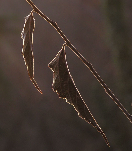 Foglie d''autunno