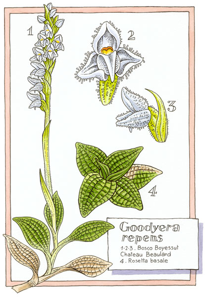 Goodyera repens