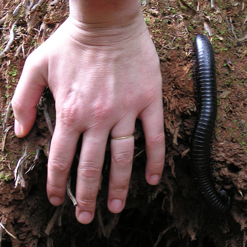 Julus sp.