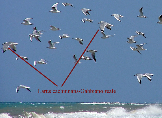 Gabbiani