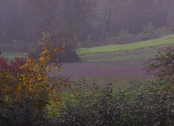 Il colore viola
