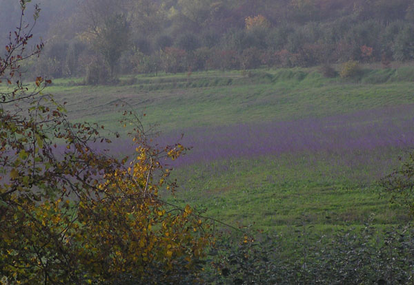 Il colore viola