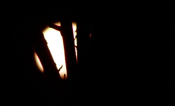 notte di luna