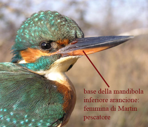 Renzo-Martin pescatore