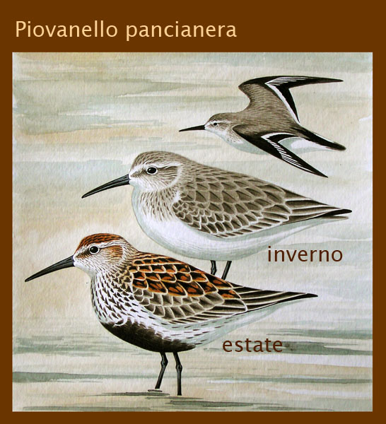 Piro piro piccolo,Piovanello pancianera,Piro piro culbianco