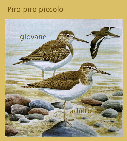 Piro piro piccolo,Piovanello pancianera,Piro piro culbianco