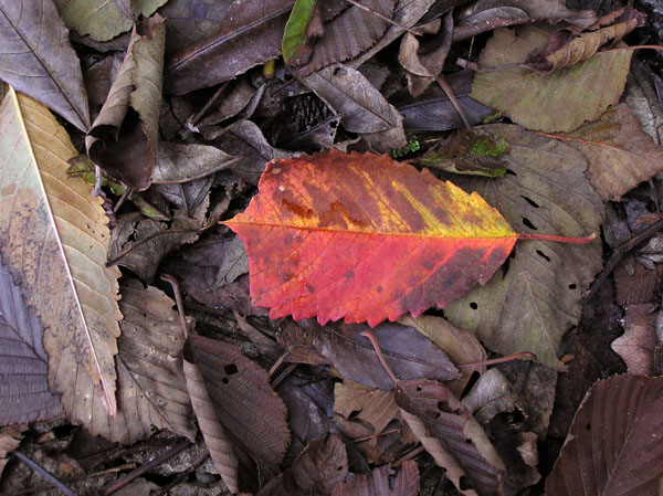 Rosso d''autunno