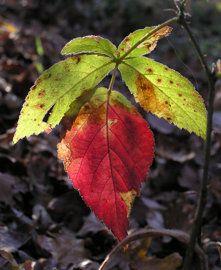 Rosso d''autunno