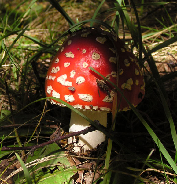 Rosso d''autunno