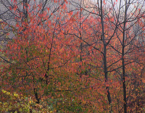 Rosso d''autunno