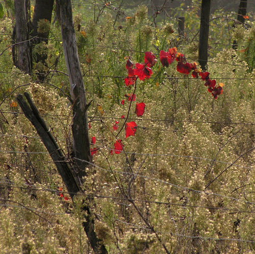 Rosso d''autunno