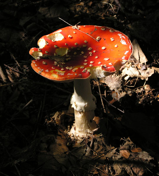 Rosso d''autunno