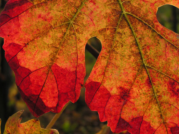 Rosso d''autunno