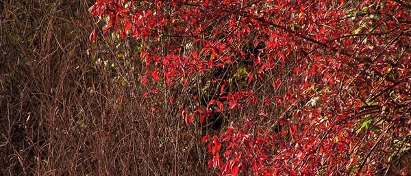 Rosso d''autunno