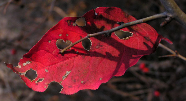 Rosso d''autunno