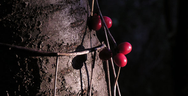Rosso d''autunno