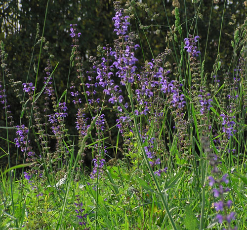 Salvia pratensis / Salvia comune