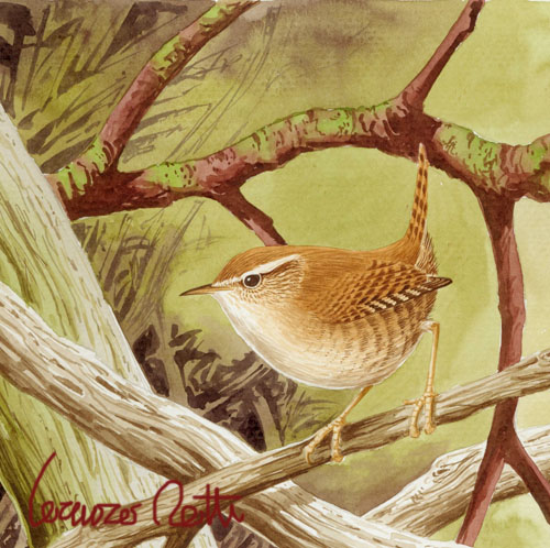 scricciolo-troglodytes troglodytes