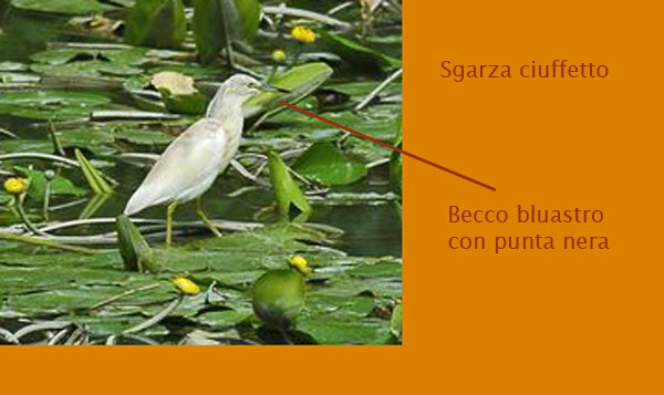 Sgarza ciuffetto - Ardeola ralloides