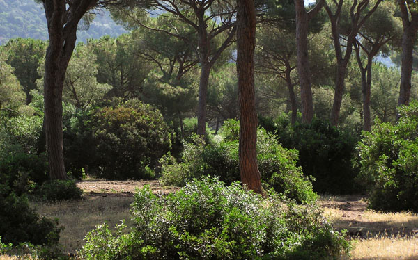 Tronchi
