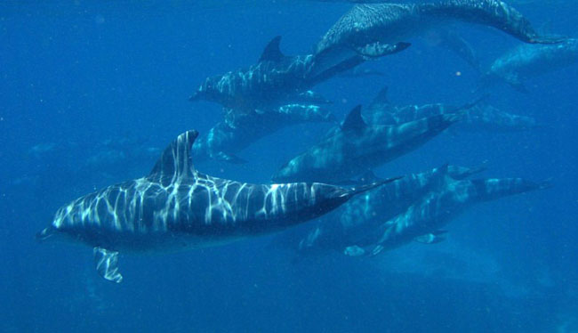 CETACEI  A  LAMPEDUSA