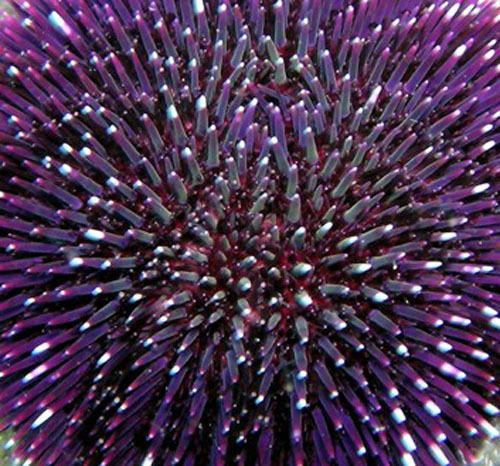 Il colore viola