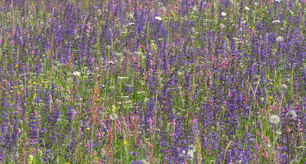 Il colore viola