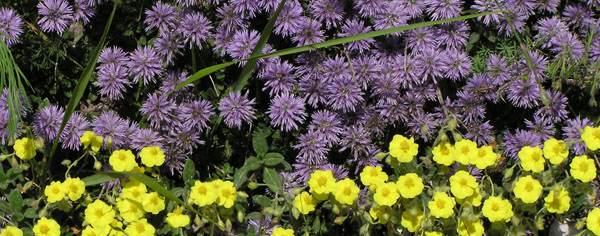 Il colore viola