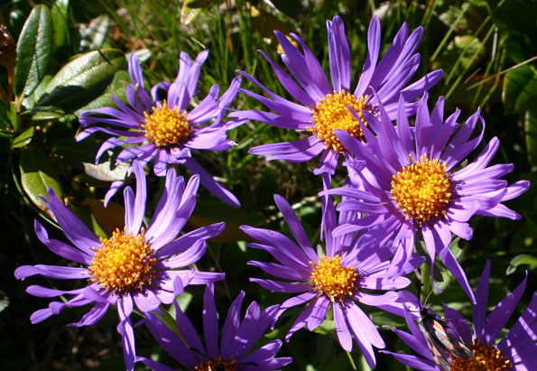 Il colore viola