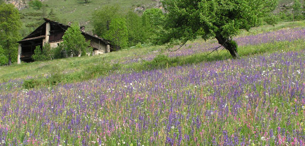 Il colore viola