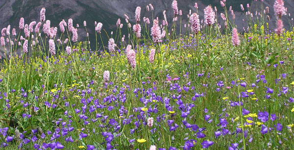 Il colore viola
