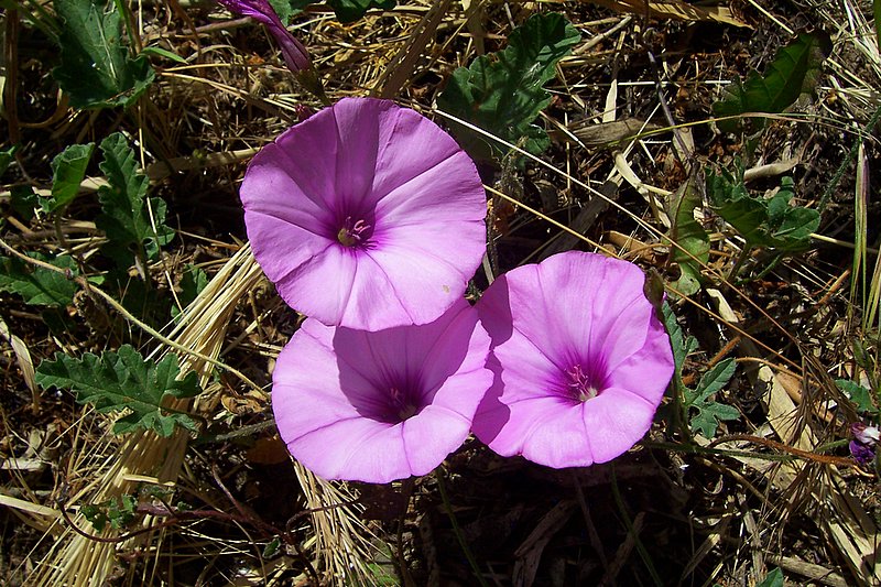Il colore viola