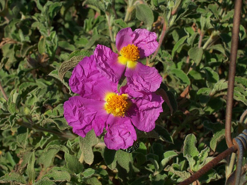 Il colore viola