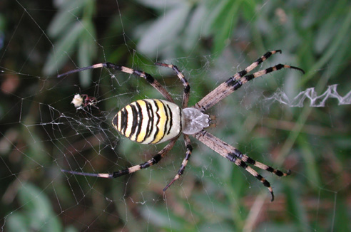 Hogna radiata