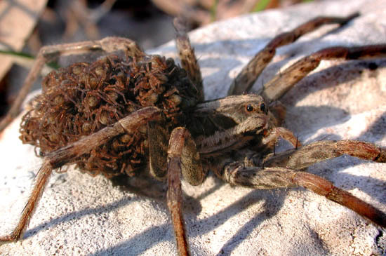 Hogna radiata
