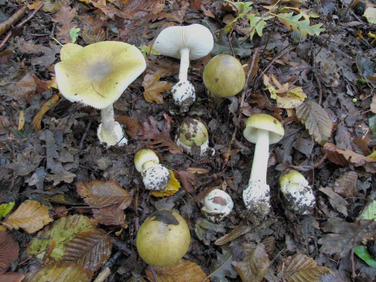 Amanita phalloides