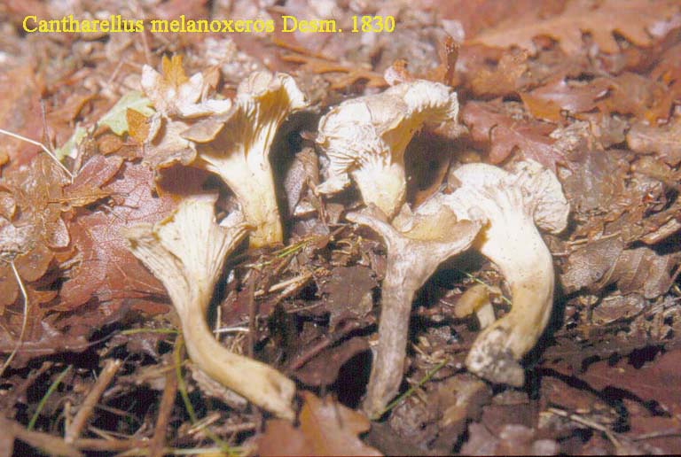 Craterellus melanoxeros