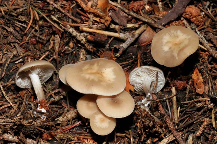 Clitocybe sp.