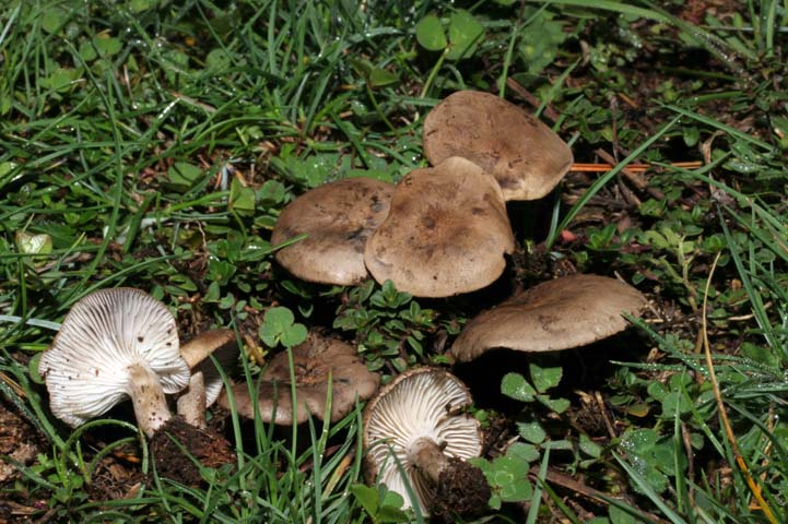 Clitocybe sp.