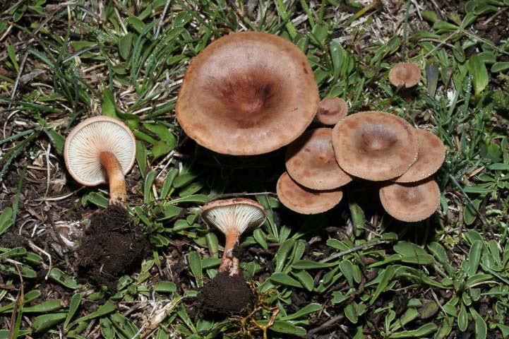 Clitocybe sp.